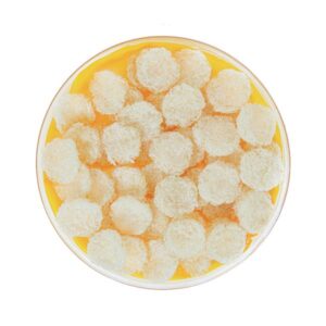 Tổ yến trắng tinh chế dạng viên baby Asia Bird’s Nest ( Hộp 50 gam )